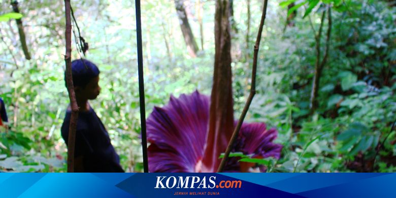 Bunga Bangkai Tanaman Asli Indonesia Berasal Dari Manakah 