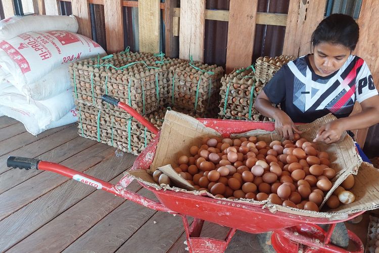 Salah satu pengusaha ayam petelur lokal di Nunukan Kaltara. Sepekan belakangan harga telur ayam naik drastis dari 50.000 per rak, menjadi 65.000 per rak.