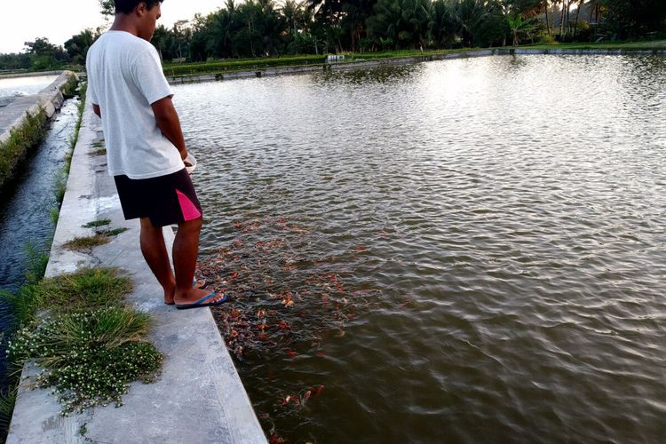 Pembudidaya sedang memberi makan ikan koi di kolam mereka di Desa Kemloko, Kecamatan Nglegok, Kabupaten Blitar, Selasa (13/7/2021)