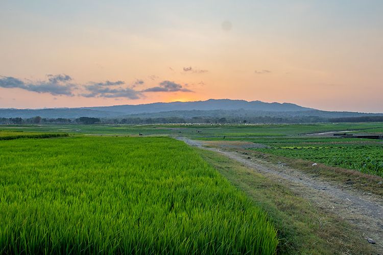 Dasar Waduk Gajah Mungkur yang surut di musim kemarau. Lokasi: Kecamatan Wuryantoro, Wonogiri.