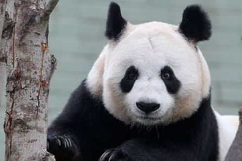 Panda Betina di Kebun Binatang Skotlandia Keguguran