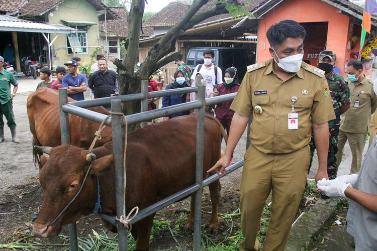 Bupati Magelang Zaenal Arifin meluncurkan vaksinasi Penyakit Mulut dan Kuku (PMK) tahap pertama di Dusun Podo, Desa Podosoko, Kecamatan Sawangan, Kabupaten Magelang, Jawa Tengah. Hal tersebut untuk mencegah penyebaran PMK menjelang Hari Raya Idul Adha tahun ini, Senin (27/6/2022).