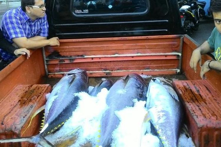 Ikan Tuna Sirip Kuning hasil tangkapan nelayan yang berada di mobil milik salah satu perusahaan cold storage, Bitung, Sulawesi Utara, Jumat (4/12/2015)