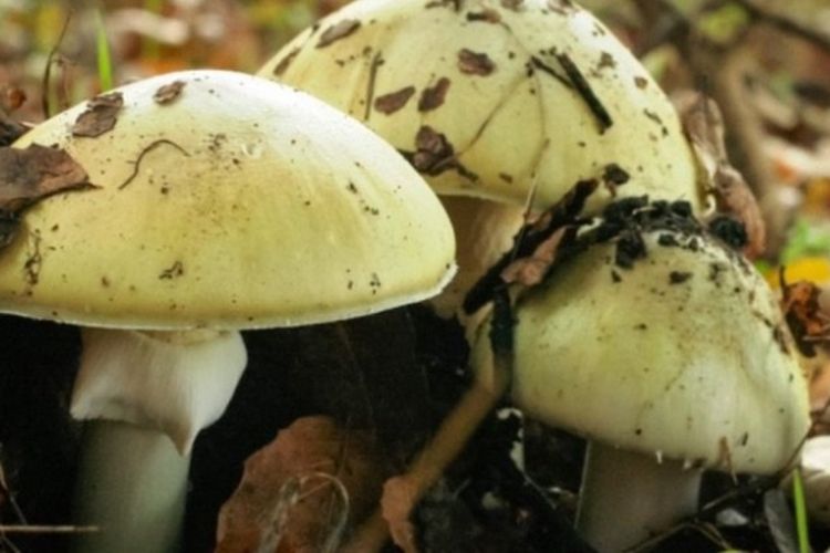 Jamur death cap