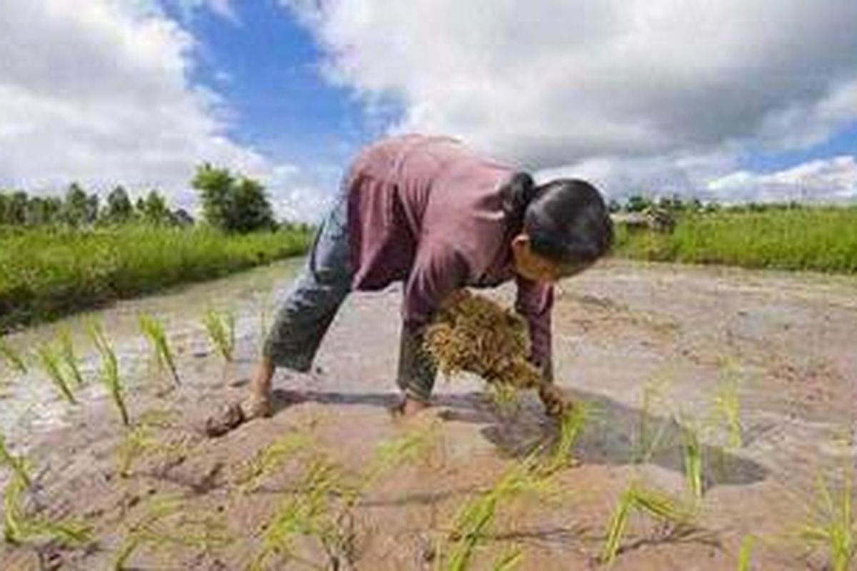 Perempuan petani sering tidak mendapat upah karena dianggap sekadar membantu suami bekerja.