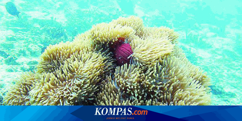 Marak, Pulau Sepi yang Semarak
