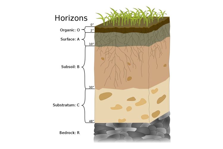 Ilustrasi lapisan horizon tanah