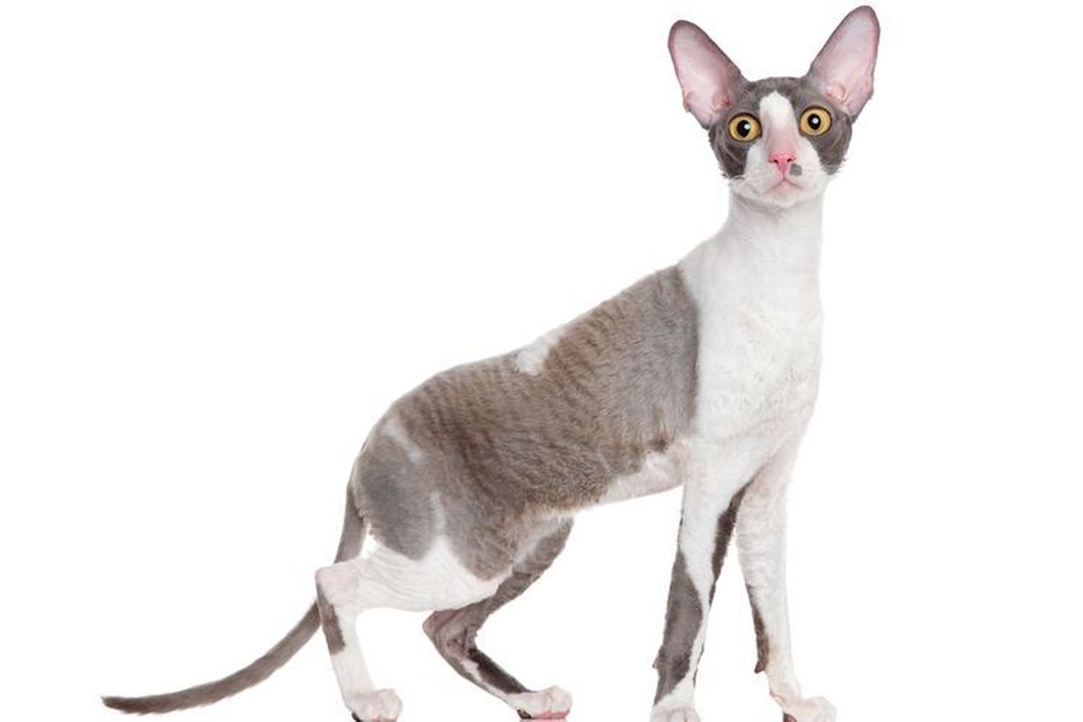 Ilustrasi kucing Cornish rex.