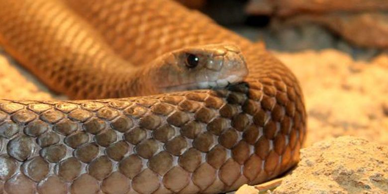 Ular taipan, salah satu hewan berbahaya yang hidup di daaerah gurun terpencil di pedalaman Australia.

 
