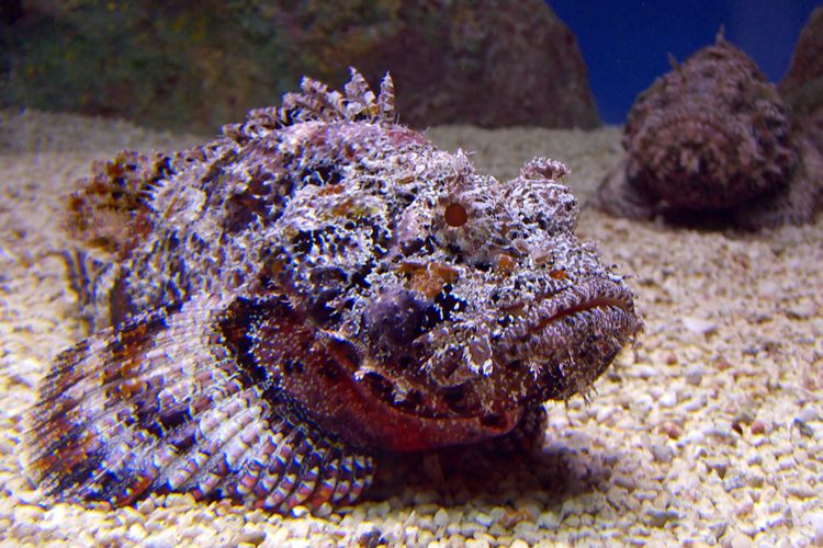 Stonefish, salah satu ikan dengan bisa yang berbahaya bagi manusia.