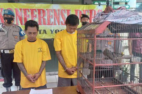 Curi Burung Cucak Rowo Seharga Rp 25 Juta, 2 Pria di Yogyakarta Dihajar Massa