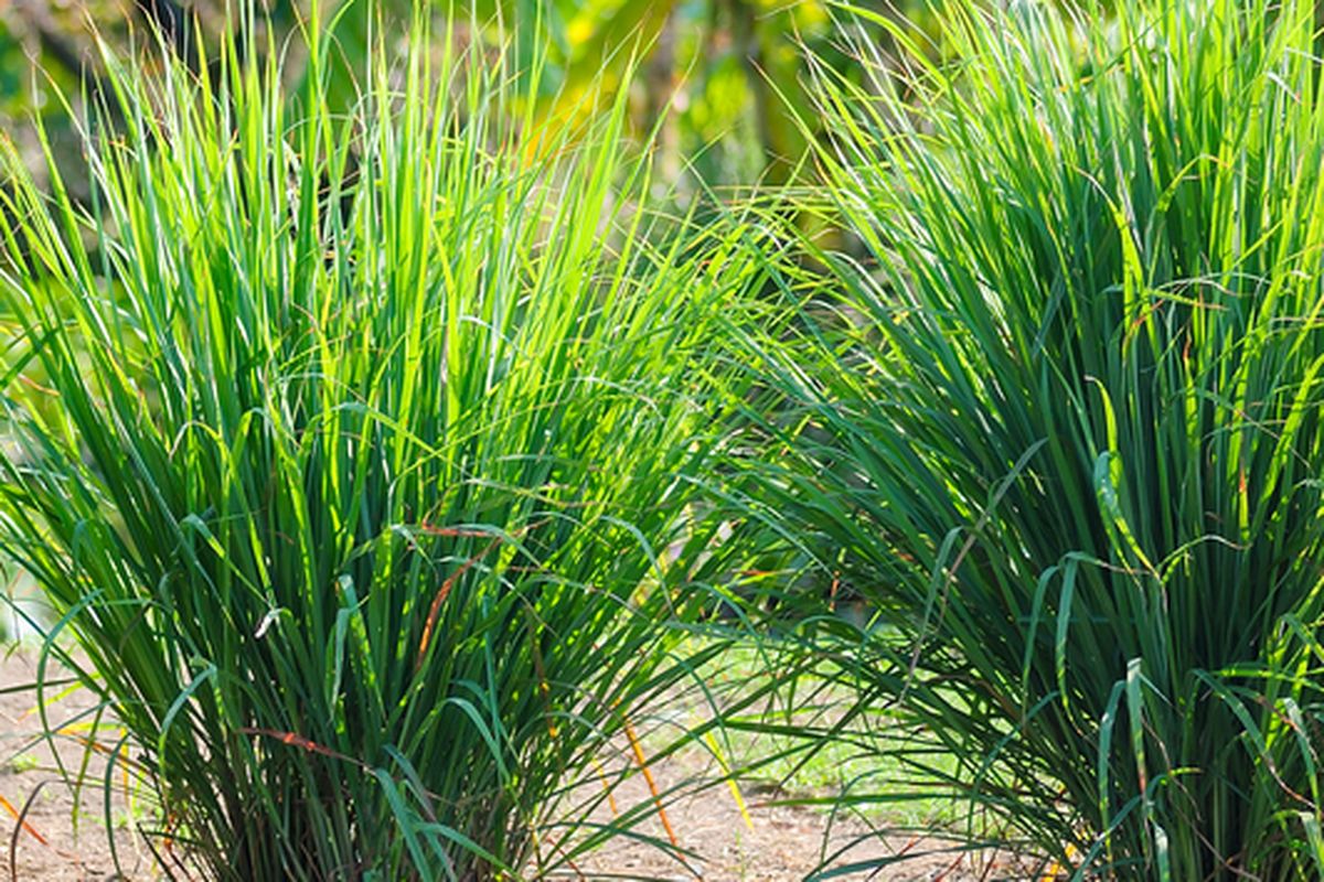 Ilustrasi serai atau sereh, tanaman sereh, menanam sereh.