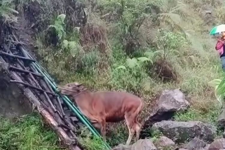 Viral Pendaki Bawa Sapi ke Gunung Rinjani, TNGR: Kejadian Lama dan Langgar SOP