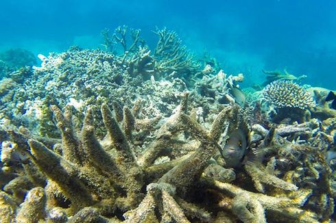 UNESCO Serukan Great Barrier Reef Warisan Dunia 
