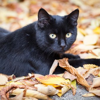 Ilustrasi kucing hitam.