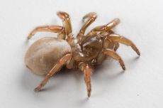 Guiding Block Trotoar di Puspiptek Tangsel Hanya Dicat, Pemprov Banten: Sudah Dianggarkan