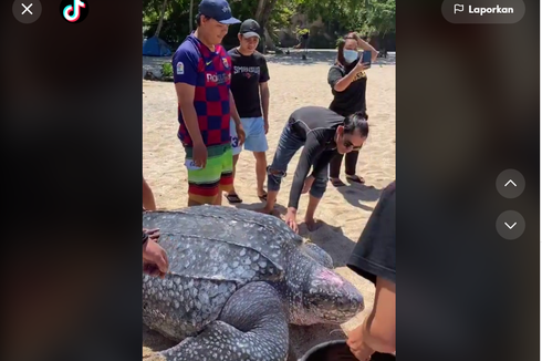 Viral, Video Aksi Penyelamatan Penyu Belimbing Setelah Terjebak di Rawa, Begini Ceritanya