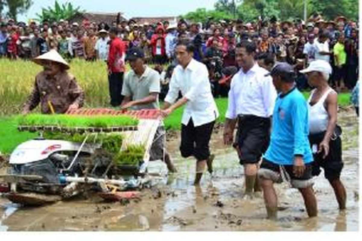 Presiden RI Joko Widodo, Jumat (6/3/2015),  turun ke sawah berlumpur untuk menanam padi dengan menggunakan rice transplanter hasil produksi dalam negeri. Presiden didampingi Menteri Pertanian, Amran Sulaiman dan Gubernur Jawa Timur, Soekarwo.