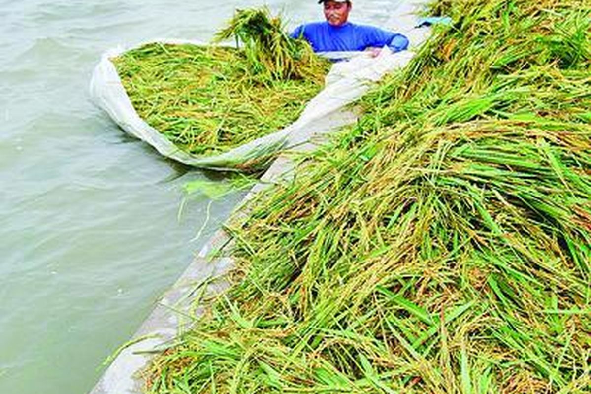 Banjir akibat luapan Sungai Juwana II mengakibatkan Sujono (38), petani Desa Gadudero, Kecamatan Sukolilo, Kabupaten Kudus, Jawa Tengah, memanen dini tanaman padi, Jumat (14/1). Hal itu menyebabkan produksi gabah berkurang dari 6 ton per hektar menjadi 4-5 ton per hektar. Di Kecamatan Sukolilo, banjir merendam 380 hektar sawah siap panen.