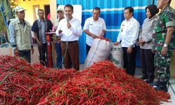 Ini Harapan Kementan Usai Launching Pasar Lelang Cabai Tuban