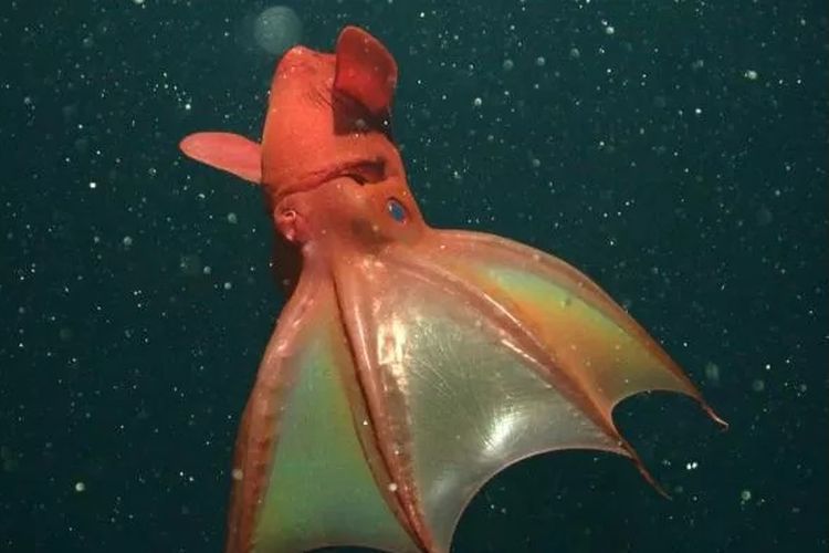 Vampir squid penghuni laut dalam