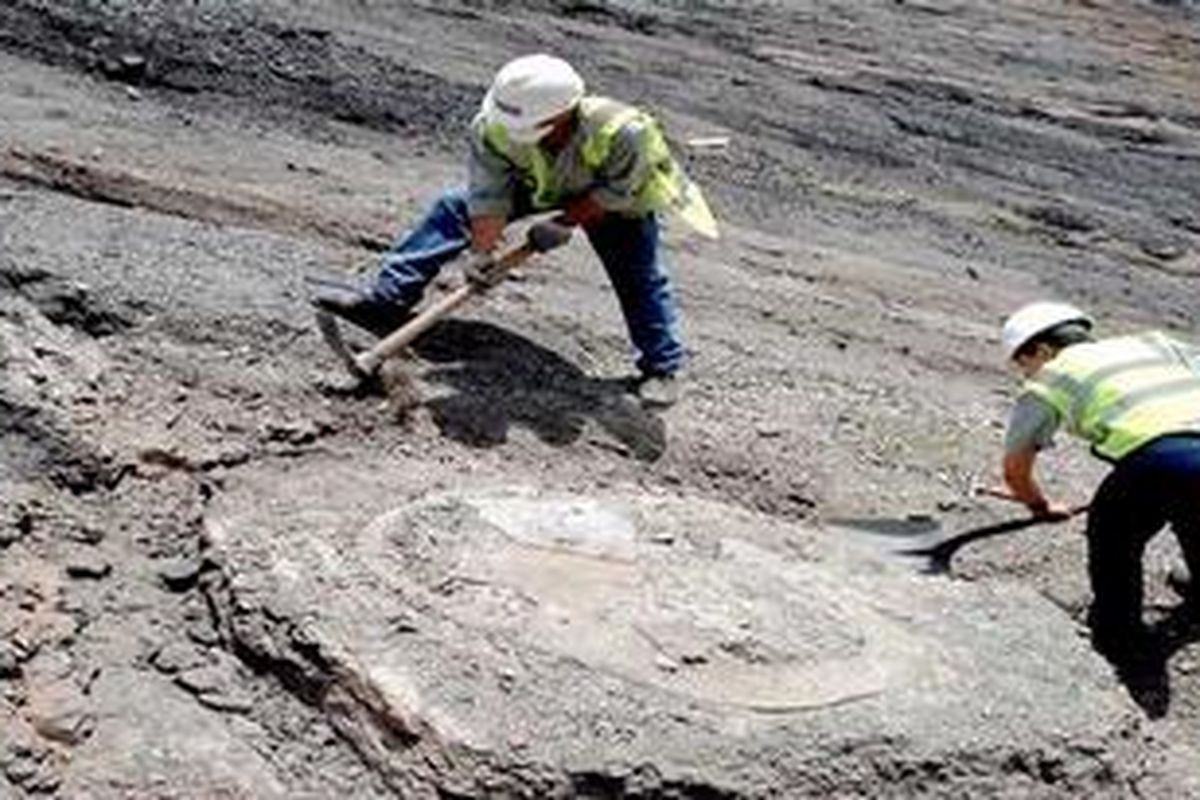 Palaentolog menemukan fosil kura-kura cangkang lingkaran, Puentemys mushaisaensis, yang diperkirakan eksis 60 juta tahun lalu. 
