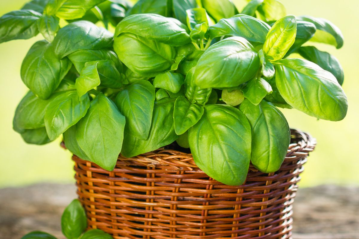 Ilustrasi tanaman kemangi.