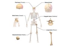 Fungsi dan Tipe-tipe Tulang pada Sistem Rangka Manusia