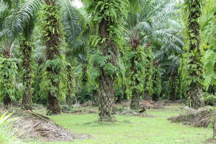 Duduk Perkara Warga Kutai Timur Dituduh Curi Sawit di Lahan Sendiri, Menang Gugatan Rp 25,9 Miliar