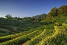 Itinerary 1 Hari di Trawas Mojokerto, Ada Terasering Hijau Selotapak