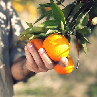Ilsutrasi buah jeruk