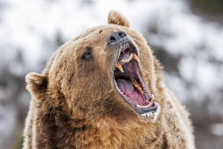 Beruang Grizzly. Hewan yang dapat bertahan hidup dari perubahan iklim.