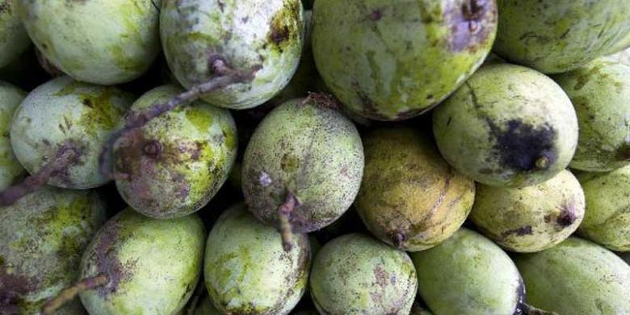 Perbedaan Ciri Mangga Golek Harum Manis Indramayu Tips Perbedaan Ciri Mangga Golek Harum Manis Indramayu Tips