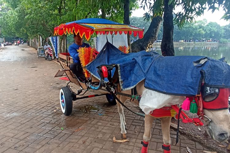 Delman Betawi, Kereta Kuda yang Tak Lekang Waktu di Setu Babakan