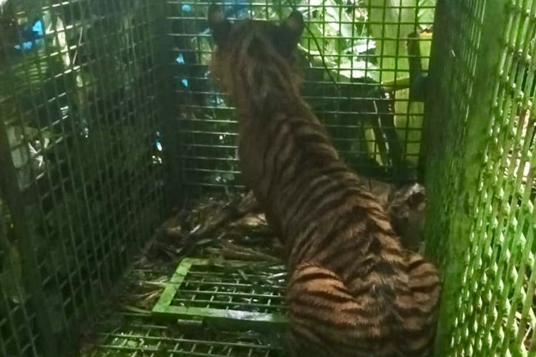 Harimau sumatera yang diduga menerkam petani masuk kandang jebak, Rabu (22/5/2024).