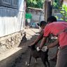 KLB Rabies di Sikka, 1.116 Anjing Disuntik Vaksin HPR