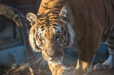 Harimau Kabur dari Kandang, Serang 1 Pria dan Bunuh Beberapa Hewan, lalu Disuntik Mati