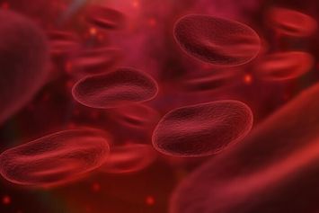 Urutan Peredaran Darah Besar yang Benar pada Manusia