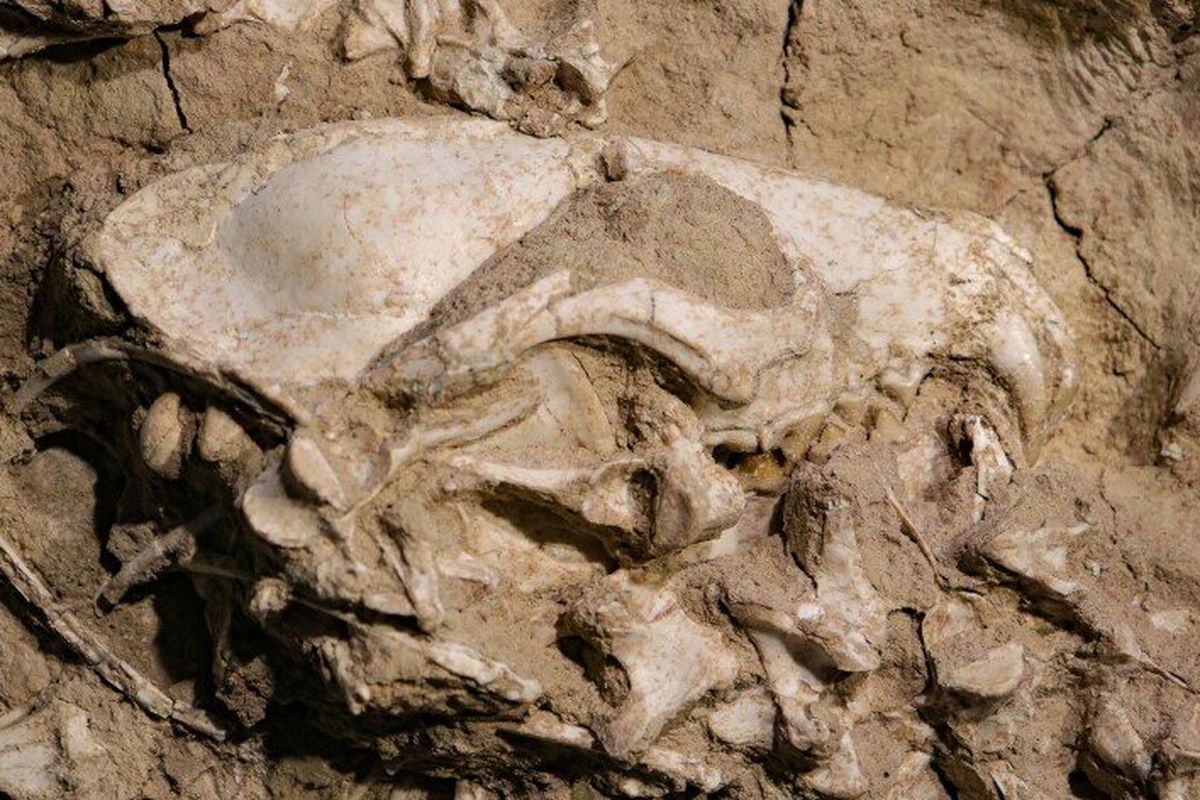 Fosil anjing purba yang ditemukan di area yang sekarang merupakan San Diego. Ahli mengatakan bahwa ini adalah penemuan fosil anjing yang langka.