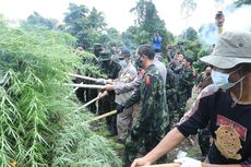 BNN Musnahkan 3 Hektare Ladang Ganja Siap Panen di Kabupaten Aceh Selatan