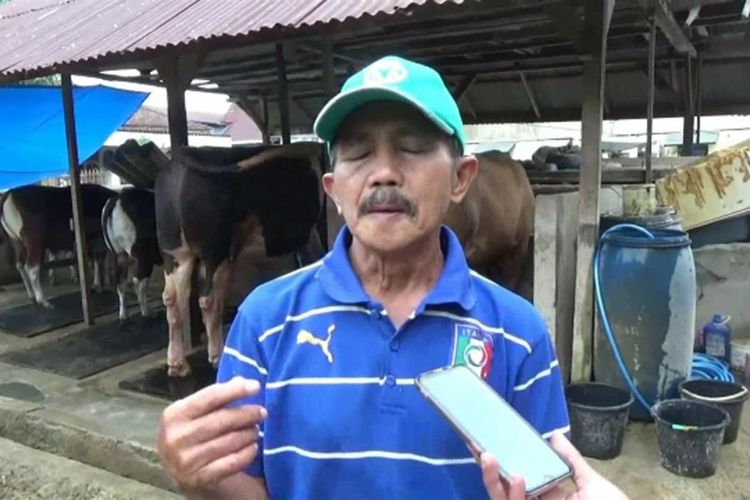 Sapi Jenis Simental Berbobot Satu Ton Lebih Dibeli Presiden Jokowi Rp 85 Juta