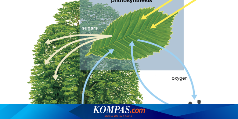 Ayo Belajar Fotosintesis Bagi Siswa Kelas Vii Smp Halaman All Kompas Com