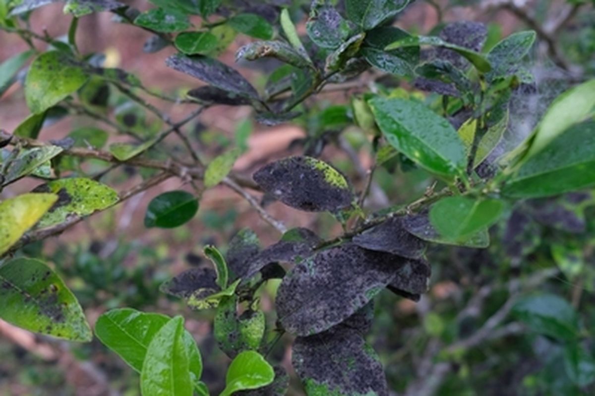 Ilustrasi tanaman jeruk terserang penyakit embun jelaga