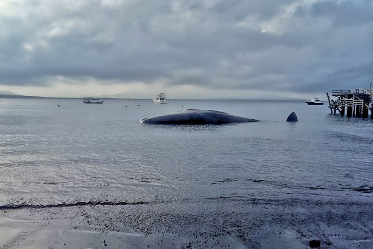 Bangkai paus yang terdampar di Pantai Bulusan Kalipuro Banyuwangi 