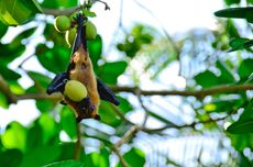 Kelelawar Melindungi Pohon Muda dari Serangga, Ini Alasannya