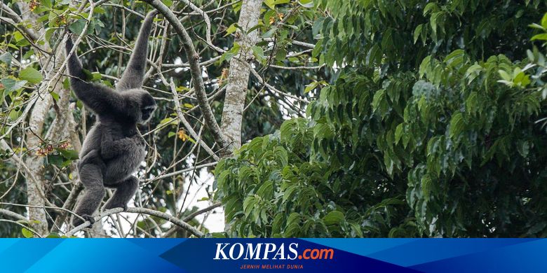 6 Hewan Langka di Indonesia yang Harus Dilindungi