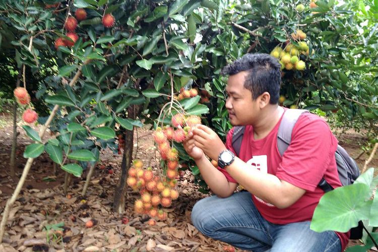 Selain jeruk nipis, para petani di Desa Kebonagung juga membudidayakan berbagai macam buah, termasuk rambutan.