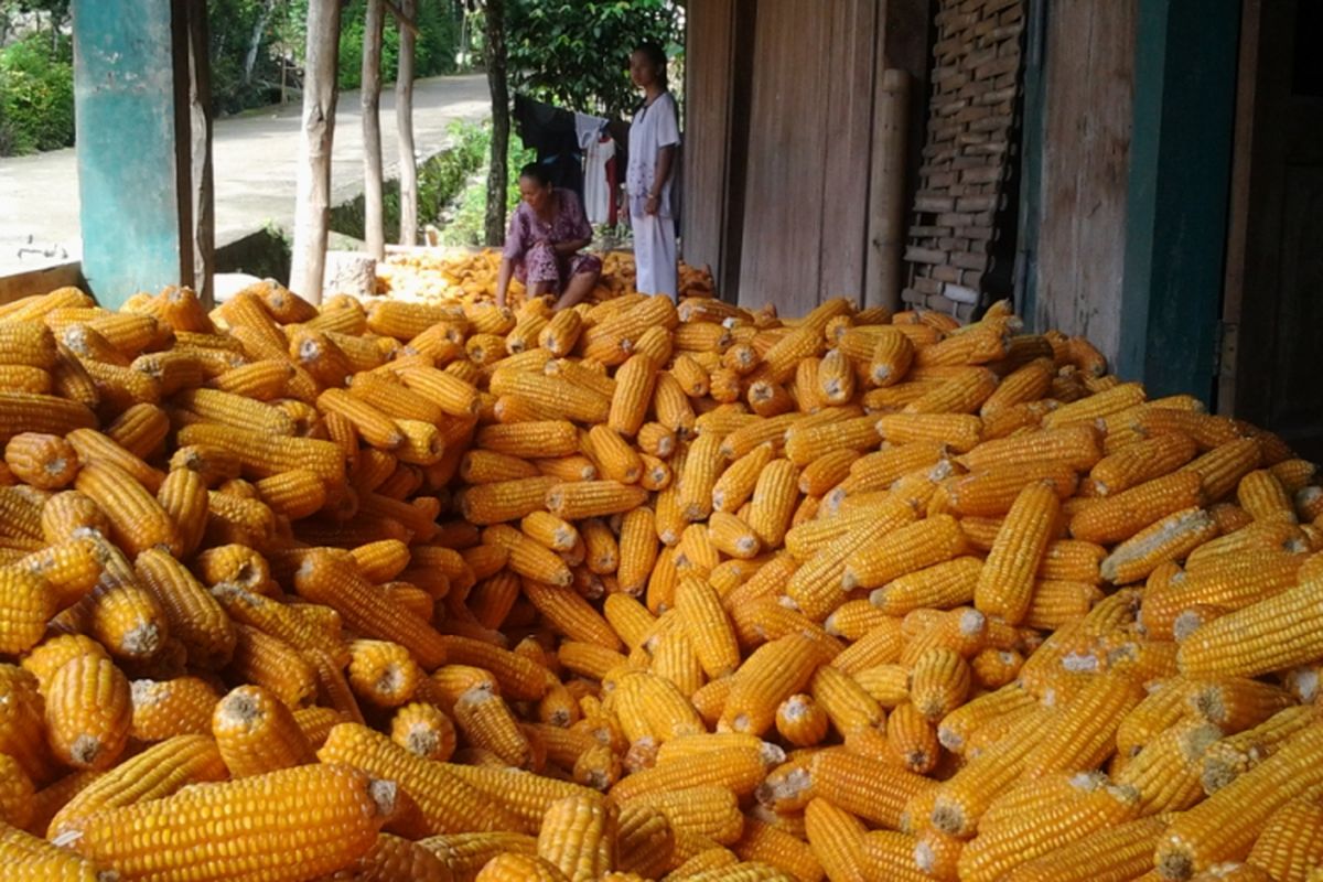 Salah satu petani Jagung Sojomerto Kendal, saat memilah - milah jagung.  KOMPAS.Com /Slamet Priyatin 