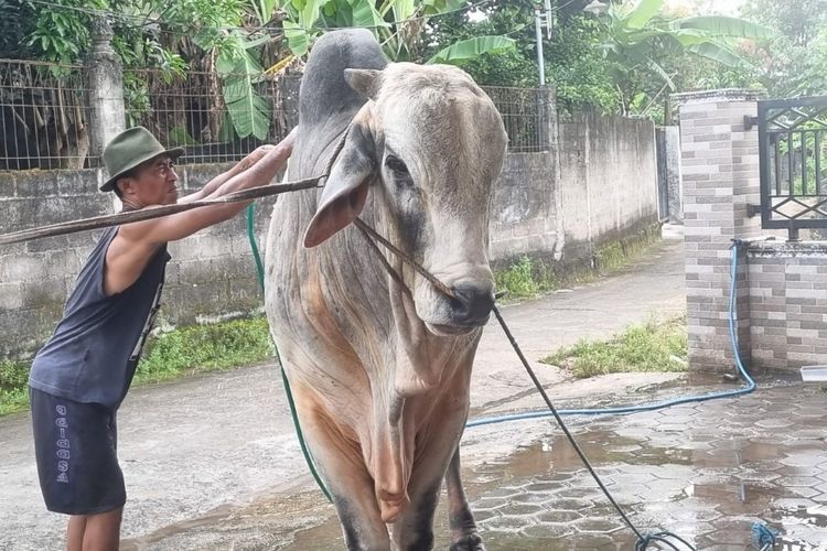 Menengok Perawatan 'Mbah Iran', Sapi 1 Ton Seharga Rp 90 Juta yang Dibeli Presiden Prabowo di Bantul
