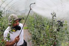 Herbisida adalah Obat untuk Gulma, Begini Efeknya